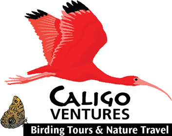 Caligo Ventures